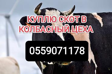 кошки бишкек купить: Частное лицо, Колбасный цех : Коровы, быки, Лошади, кони, | Круглосуточно, Любое состояние, Забитый — 1
