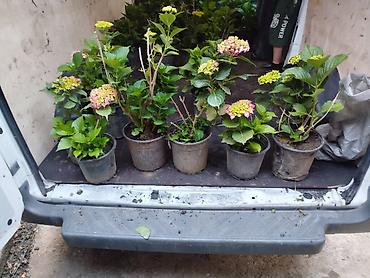 Саженцы растений: Məhsul: Saksıda ortanca (Hydrangea macrophylla) kolları Təsvir: - — 5