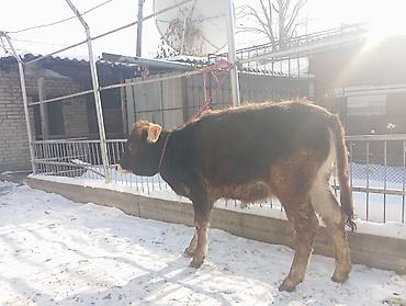 Коровы, быки: Продаю | Тёлка | Полукровка | На откорм | Привязанные — 1