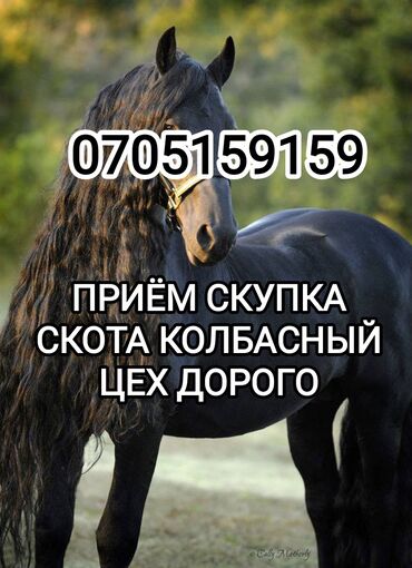 бодоно эт: Сатып алам | Уйлар, букалар, Жылкылар, аттар | Күнү-түнү, Бардык шартта, Союлган