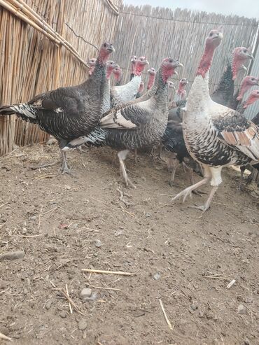 Hinduşka: Salam aleykum Bu ilki hinduskalardir kentde yetisdirilib tebii — 1