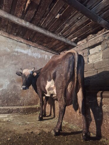 cins inekler: Dişi, il: 3, 750 kq, Damazlıq, Südlük