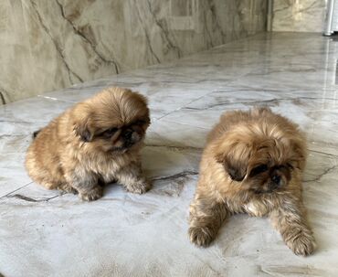İtlər: Pekines, 2 ay, Ödənişli çatdırılma — 2