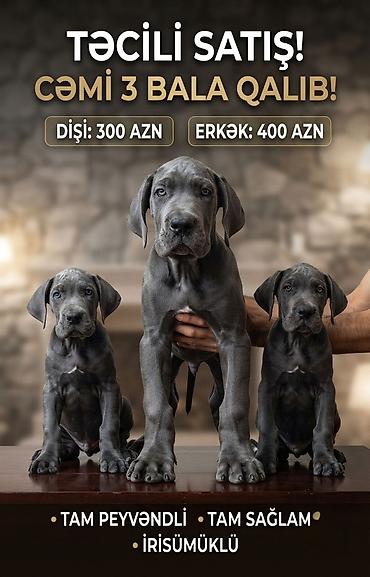 Kane-Korso, 2 ay lalafo.az -da Kane-Korso, 2 ay