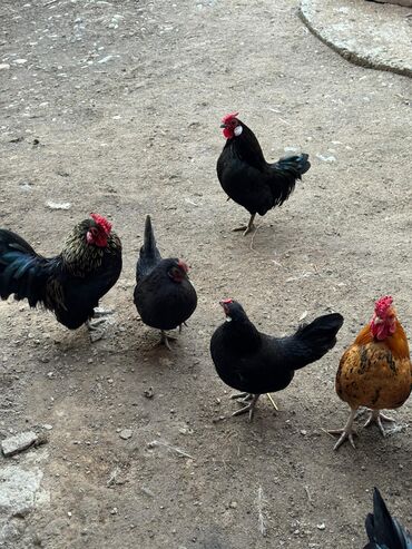 Куры, петухи: Продаю | Куры, Петух — 2