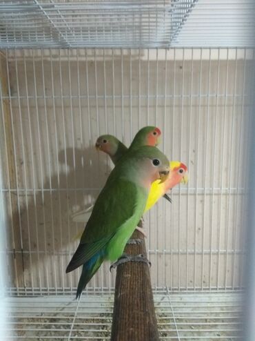 Tutuquşları: Tutuquşu popuqay fişer nerazlucnik 1-3 aylıq balalar — 8