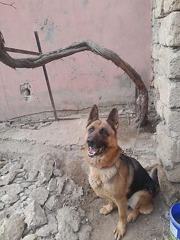 İtlər: Alman çoban iti, 3 il, Dişi, Ünvandan götürmə — 9