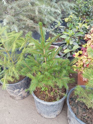 Ağaclar: Yeni il şamları 🌲 dibçəkdə ofis,ev 🏠 və bağ 🪏 üçün uyğundur.Təbii — 14