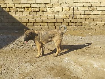 itler pikines type 1: Qurdbasar, 4 ay, Erkək, Peyvəndli, Ödənişli çatdırılma, Ünvandan götürmə — 6