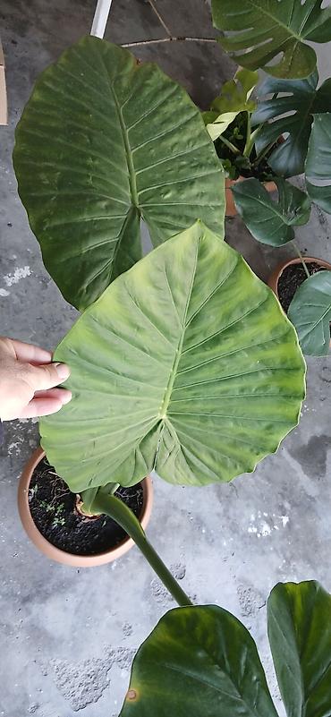 bitki guli: Filodendron “Plowmanii” (aroid) – böyük yarpaqlı dekorativ otaq — 1