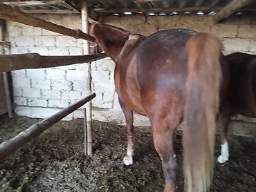 Лошади, кони: Продаю | Жеребенок — 9