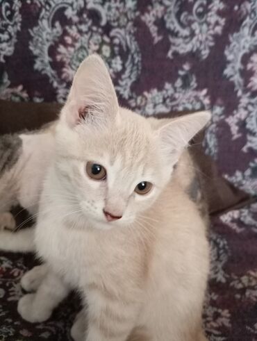 водолазка с открытыми плечами: 3 айлык, Ургаачы, Лотокко барууга үйрөтүлгөн, Курттардан тазаланган