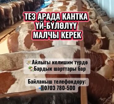 чабан керек бишкек: Талап кылынат Малчы, Төлөм Ай сайын