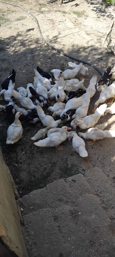 lal ordəy: 2 3 ayliq ordeklerdi 30 dene hamisi bir yerde 200azn ordekler