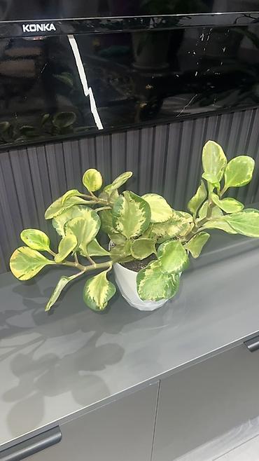 Лилии: Кливия (Clivia miniata) в горшке - Эффектное комнатное растение с — 12