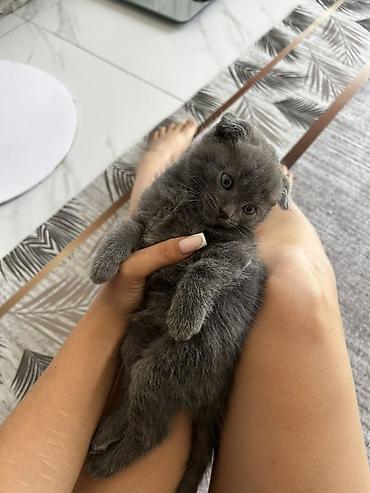 бенгалская кошка даром: Шотландский вислоухий котёнок (Scottish Fold) - Окрас: сплошной серый — 5