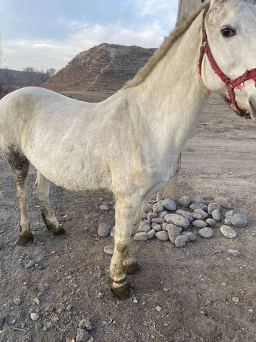 Лошади, кони: Продаю | Кобыла (самка) | На забой — 8