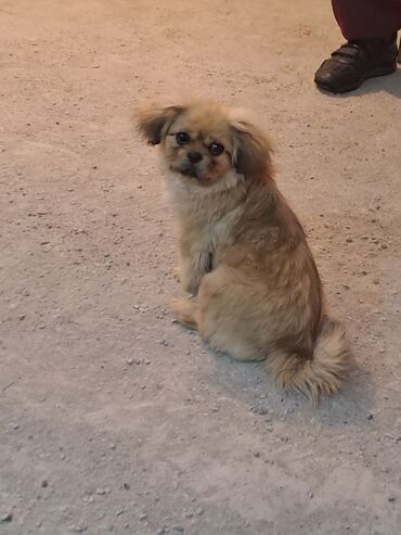 İtlər: Pekines, 5 ay, Dişi, Ünvandan götürmə, Pulsuz çatdırılma, Ödənişli çatdırılma