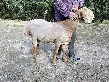 Продам с/х животных: Продаю | Ягненок, Баран (самец) | Арашан | Для разведения | Осеменитель — 1