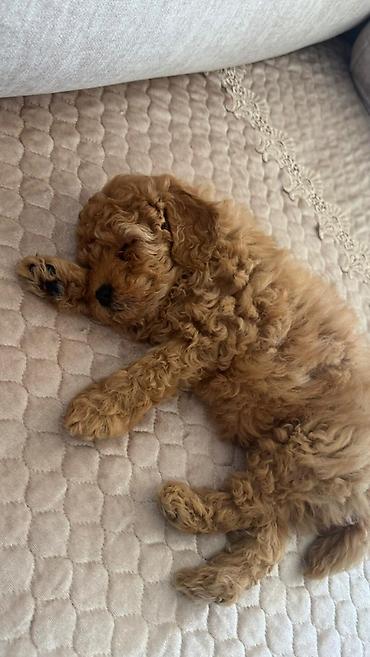 mini spitz: Pudel, 2 ay, Erkək, Peyvəndli, Ünvandan götürmə, Ödənişli çatdırılma — 2