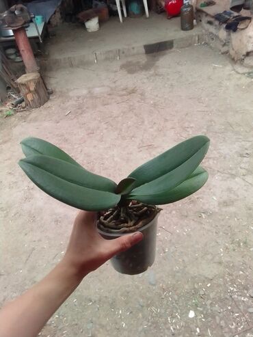 говорящий кактус цена: Орхидеи в токмаке по 700 сом свет не знаю