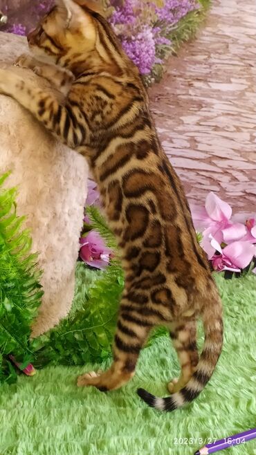 Продажа кошек: Друзья!! Проф питомник Бен Гла Мур Предлагает Шикарных элитных — 15