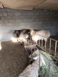 куплю собаку недорого: Сатам | Кочкор (эркек) | Аргын | Союуга, Көбөйтүү үчүн | Асыл тукумдуу