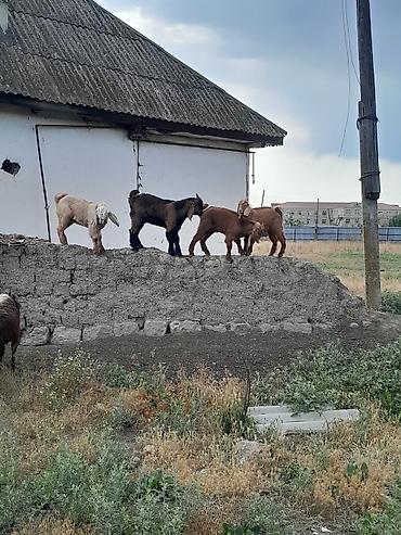 damazlıq heyvanların satışı: Qəhvəyi və müxtəlif rəngli yerli keçilər Məhsul təsviri: - Şəkillərdə — 5