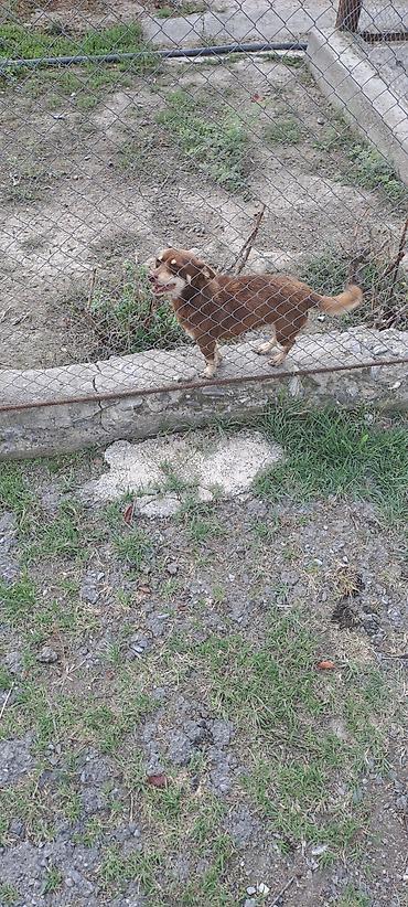 heyvan rezini: İki balaca it – qısa tüklü, qəhvəyi rəng çalarlarında - Cins: kiçik — 4