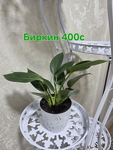 Антуриумы: Антуриум Андре (Anthurium andreanum) - Эффектный комнатный ароид с — 9