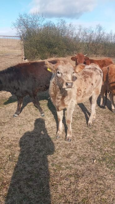 Dana, buzov: Dana, buzov, Dişi, ay: 12, Damazlıq, Ünvandan götürmə — 9