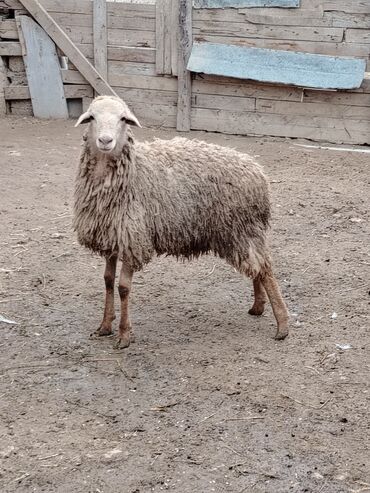 Qoyunlar, qoçlar: Razılaşmaq olar hamsı Erkəkdi qurbanlıqa yararlıdılar — 4