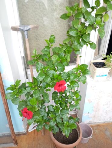otag qaplari: Kitayski roza.qiyməti 25 manat.telefon 0503008433