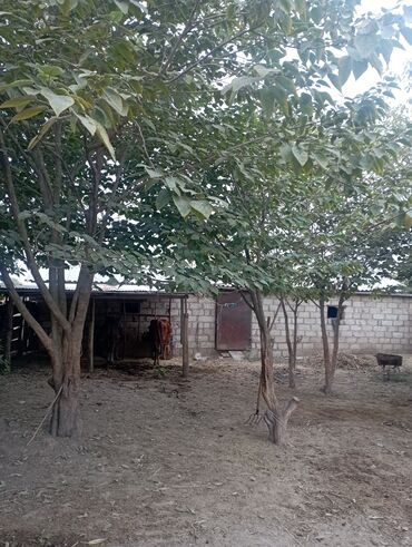 Həyət evləri və villaların satışı: 6 otaqlı, 130 kv. m, Kredit yoxdur, Yeni təmirli — 16