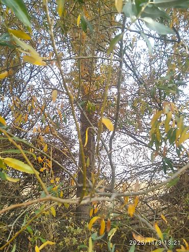 Тополь: Тополя для озеленения/живой изгороди - Порода: тополь (пирамидальный — 24