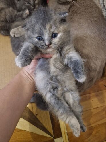 Pişiklər: Britan, Dişi, Yaxşı əllərə, Pulsuz çatdırılma — 2