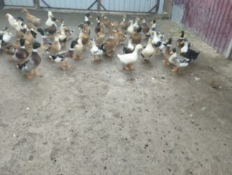 Ördəklər: İsdeye görə dəyişir .Müddəti isdeses təmizlənmiş de -da lalafo.az — 9 Ördəklər: İsdeye görə dəyişir .Müddəti isdeses təmizlənmiş de — 9