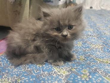 Кошки: Шотландские котята, окрас сплошной серый (blue). На выбор — малыши с — 3