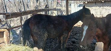 Лошади, кони: Продаю | Жеребенок | Полукровка | Рабочий — 10