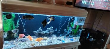 Akvariumlar: Salam zavod akvarium olcusu 1.20_60_45 yanlari aval 2 dene filteri — 11