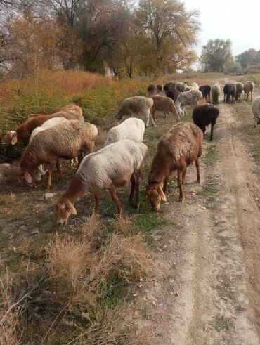 коровы дойные: Продаю | Баран (самец) | Для разведения | Матка