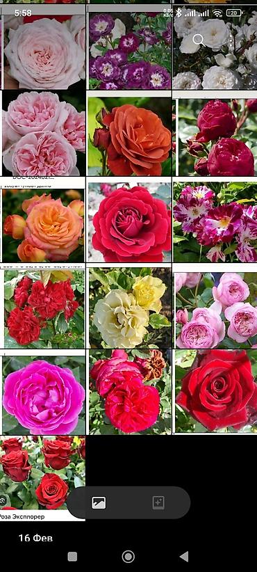 Садовые цветы и кустарники: Корни роз - Крупноцветковая чайно-гибридная роза с — 59