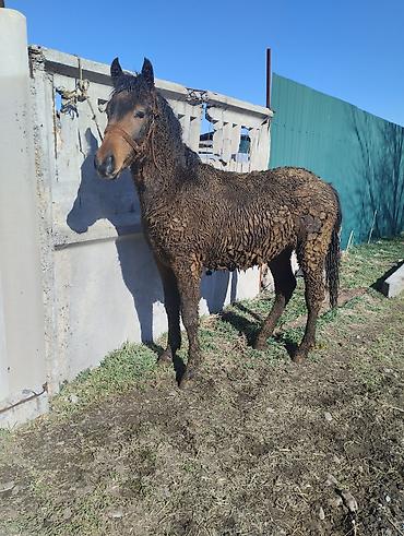 Лошади, кони: Продаю | Жеребенок | Рабочий | Племенные — 1