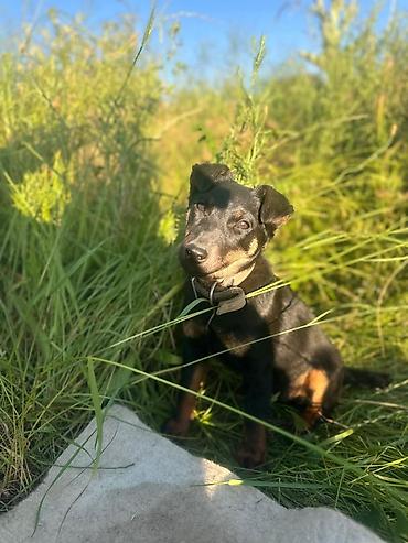 алабай для вязки: 🐕 Продаются щенки немецкого ягдтерьера Чистокровные щенки, возраст — — 5