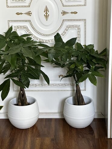 Другие комнатные растения: Продаю комнатные цветы! Зелёные, красивые, ухоженные — выращены с — 8