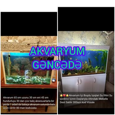 akvarium filtiri: Akvarium şekillerde qiymət məlumat qeyd olunub unvan Gence