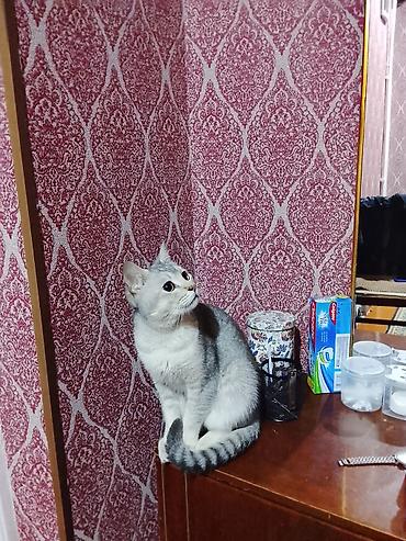 Pişiklər: Erkək — 10