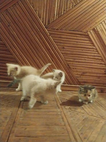 кошка регдолл: Отдам красивых котят в хорошие руки — 7