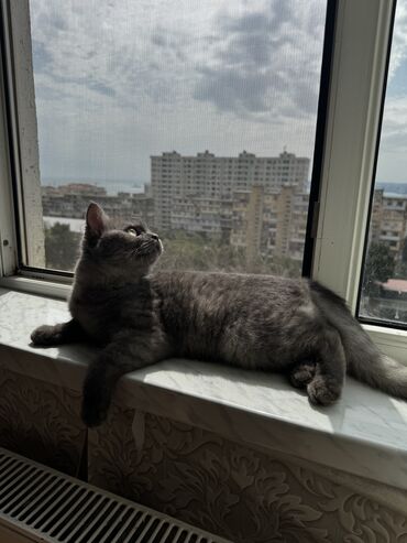 İtlər: Şotland, Dişi, Yaxşı əllərə, Ünvandan götürmə
