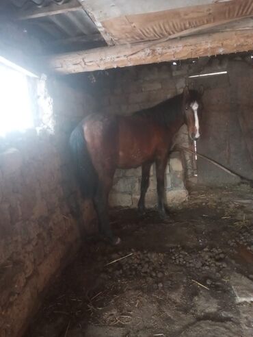 keçi dərisi: Keçi,qoyun barter mümkündü 3 yasi var,erkeydi,masinla 30-35 yorga